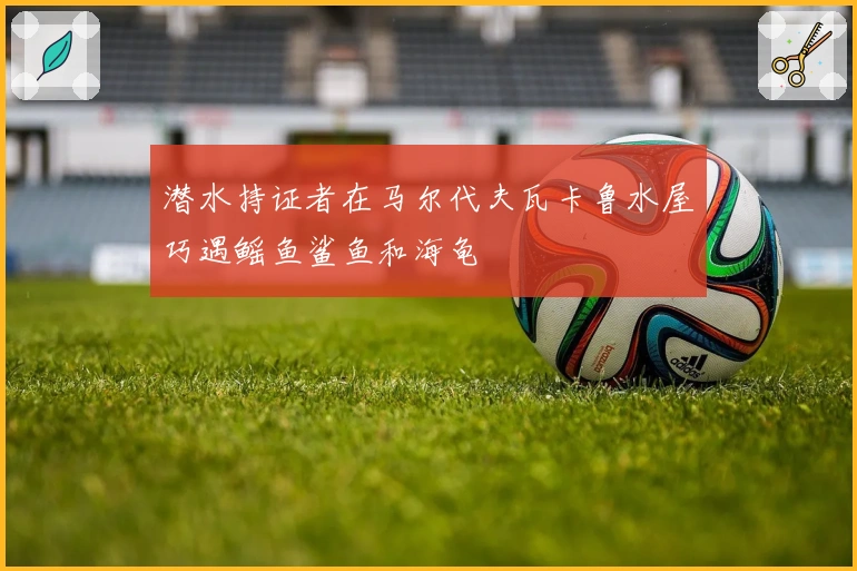 潜水持证者在马尔代夫瓦卡鲁水屋巧遇鳐鱼鲨鱼和海龟