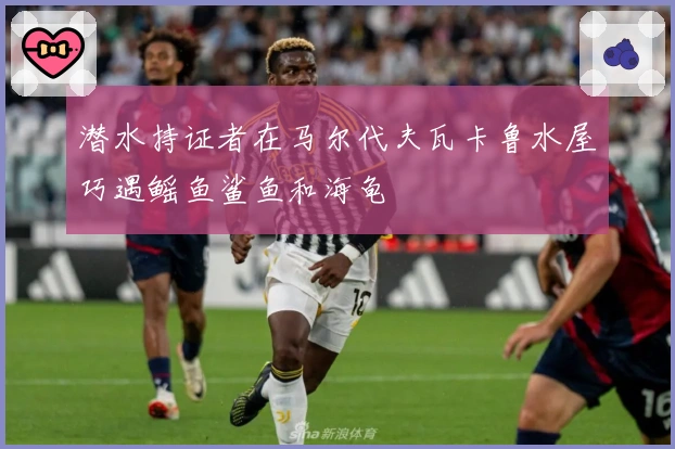 潜水持证者在马尔代夫瓦卡鲁水屋巧遇鳐鱼鲨鱼和海龟
